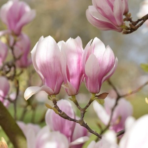 Magnolia roz (Magnolia soulangeana) - Img 4