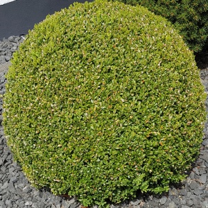 Merisor (Buxus sempervirens) - Img 2