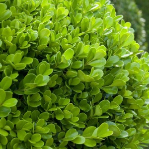 Merisor (Buxus sempervirens) - Img 5