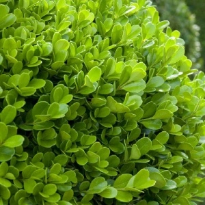 Merisor (Buxus sempervirens) - Img 6