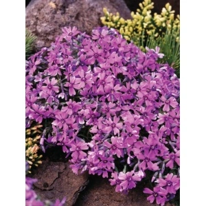 Phlox pitic (Phlox subulata Samson) - Img 2