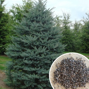 Picea pungens glauca (Molid argintiu) seminte 100 buc - Img 2