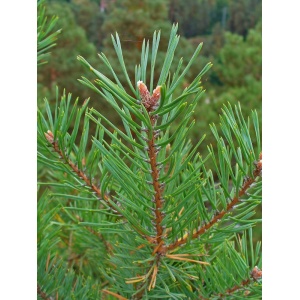 Pin silvestru (Pinus sylvestris) - Img 1