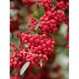 Piracanta roșie (Pyracantha Red Column) - Img 1