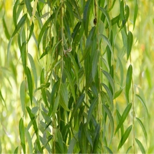 Salcie pletoasă (Salix babylonica) - Img 2