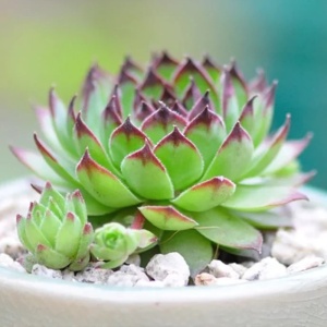 Sempervivum hybridum Mix