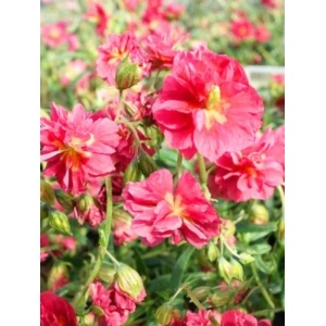 Soarele de stanca (Helianthemum num. Cherise Queen)