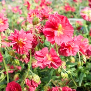 Soarele de stanca (Helianthemum num. Cherise Queen) - Img 4