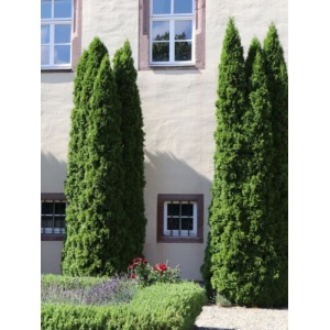 Tuia columnara ( Thuja columna)