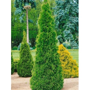 Tuia smaragd (Thuja smaragd) 20-30 cm - Img 1