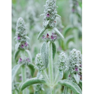 Urechi de iepure (Stachys byzantina) - Img 1
