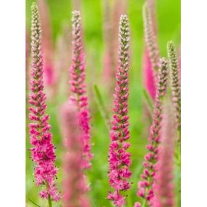 Veronica roz (Veronica spi. Rose zwerg)