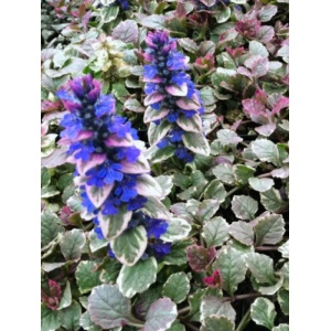 Vinerita (Ajuga reptans Burgundy Glow) - Img 2