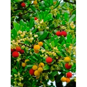 Arborele de capsuni (Arbutus unedo Compacta) - Img 2