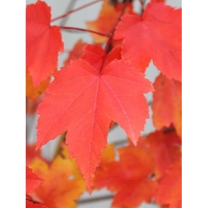 Artar rosu (Acer rubrum October Glory) - Img 2