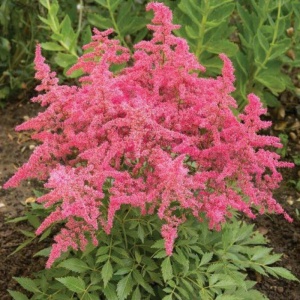 Astilbe arendsii Astary Rose Red Shades - Img 3
