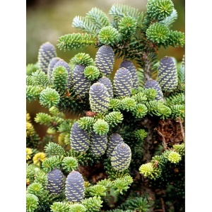 Brad corean (Abies koreana) ghiveci - Img 1