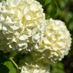 Bulgăraș de zăpadă (Viburnum opulus Roseum) - Img 3