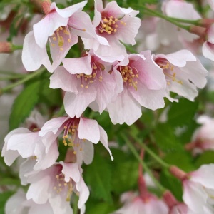 Cires japonez (Prunus incisa Kojo No Mai) - Img 2