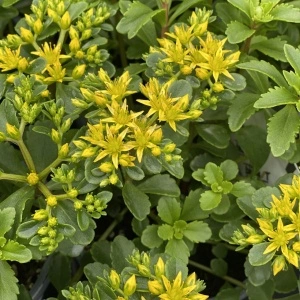 Covoras stancarie (Sedum selskianum) - Img 2