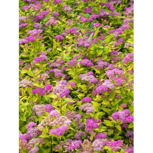 Cununita galbena (Spiraea japonica Goldmound) - Img 2