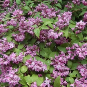 Deutzia roz (Deutzia hybrida Strawberry Fields) - Img 5