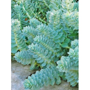 Euforbie (Euphorbia myrsinites) - Img 2
