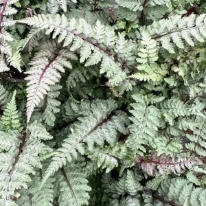 Feriga japoneza (Athyrium niponicum 'Burgundy Lace') - Img 4