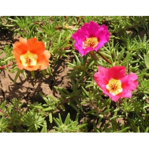 Floarea de piatra ( Portulaca grandiflora)