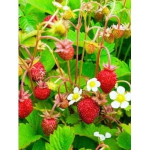 Fragute (Fragaria Alexandria)