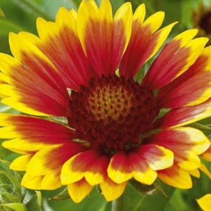 Gailardia, floarea roata de foc (Gaillardia aristata Kobold) - Img 3