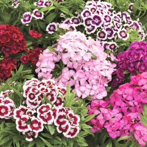 Garofite pitice mix (Dianthus barbarini Nana Mix) - Img 2