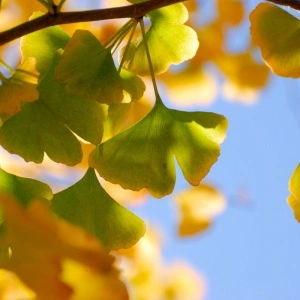 Ginkgo (Ginkgo biloba) - Img 3