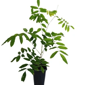 Glicina (Wisteria fl. Kuchi-Beni)