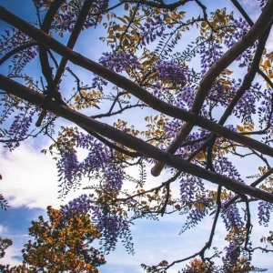 Glicina (Wisteria sinensis Caroline) - Img 2