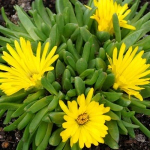 Iarbă de gheață galbenă (Delosperma congestum Yellow) - Img 3