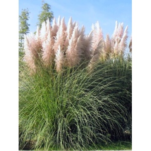 Iarbă de pampas (Cortaderia selloana Rose Plumme)