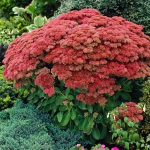 Iarba de soaldina (Sedum Autum joy)