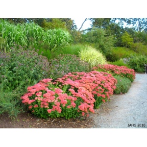 Iarba de soaldina (Sedum Autum joy) - Img 3