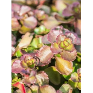 Iarba de soaldina (Sedum spurium Purpur Winter) - Img 1