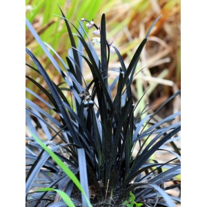 Iarba neagra (Ophiopogon planiscapus Niger)