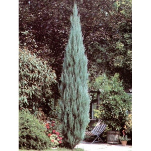 Ienupar sageata (Juniperus Skyrocket)