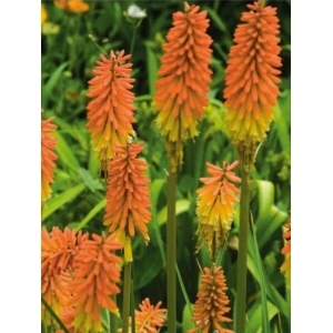 Knifolia (Kniphofia uvaria Flamenco) - Img 2