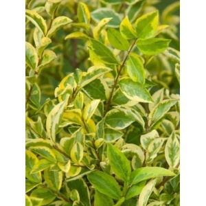 Lemn cainesc galben (Ligustrum ovalifolium Aureum) - Img 1