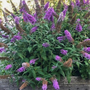 Liliac de vara mov (Buddleja dav. Border Beauty) - Img 2