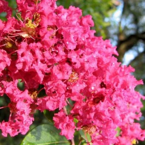 Liliac Indian (Lagerstroemia ind Red Imperator) - Img 2
