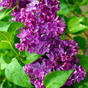 Liliac (Syringa v. Znamya lenina) - Img 2