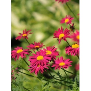 Margarete rosii (Tanacetum Robins red)