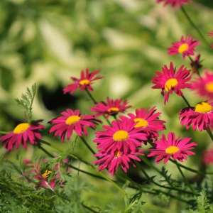 Margarete rosii (Tanacetum Robins red) - Img 4