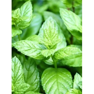 Menta cu aroma de lamaie (Mentha piperita lemonfresh)
